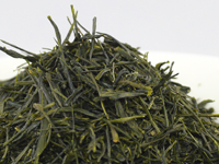 Sencha di Uji, Wazuka, cultivar Yabukita