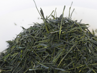 Sencha aus Ryôgouchi, cultivar Sae-akari