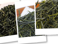 Thés du Japon discovery set : The Yabukita cultivar