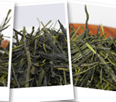 Thés du Japon discovery set : Tea cultivars