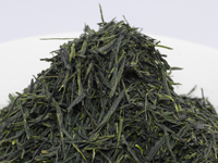 Gyokuro de Uji, Uji-Shirakawa, cultivar Samidori