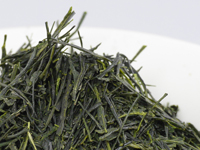 Sencha di Uji, Dôsenbô, cultivar Kanaya-midori