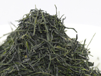 Gyokuro from Asahina, Saemidori cultivar