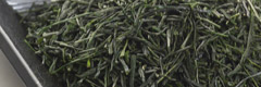 Sencha Sencha