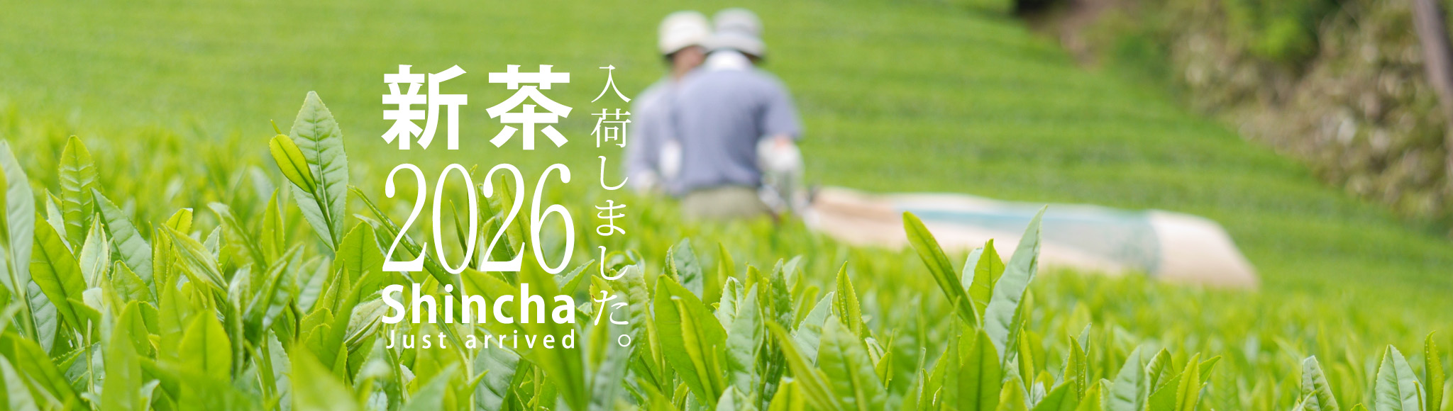 新茶/Shincha